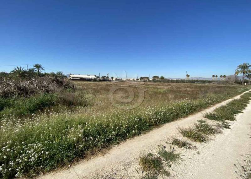Plots and Land - Resales - Catral - Catral Alicante