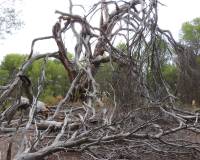 Sale - Country Property - Ibi - Ibi - Country