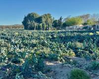 Sale - Finca / Country Property - Guardamar del Segura